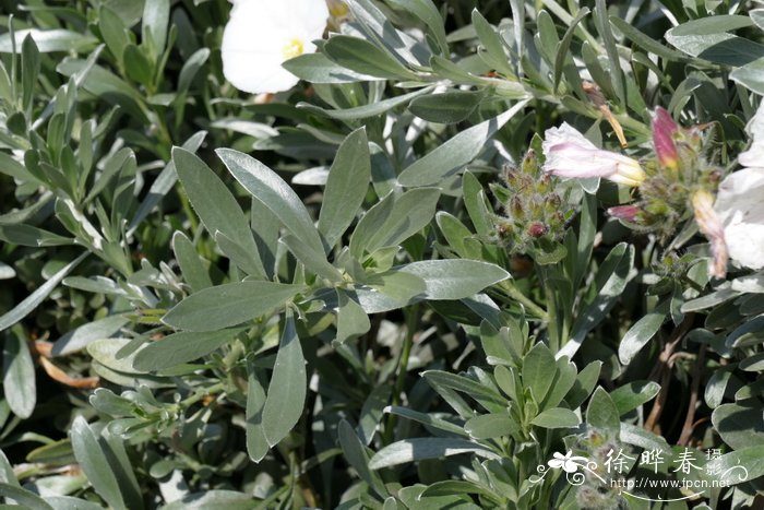 银旋花Convolvulus cneorum