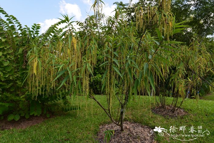 长叶苎麻Boehmeria penduliflora