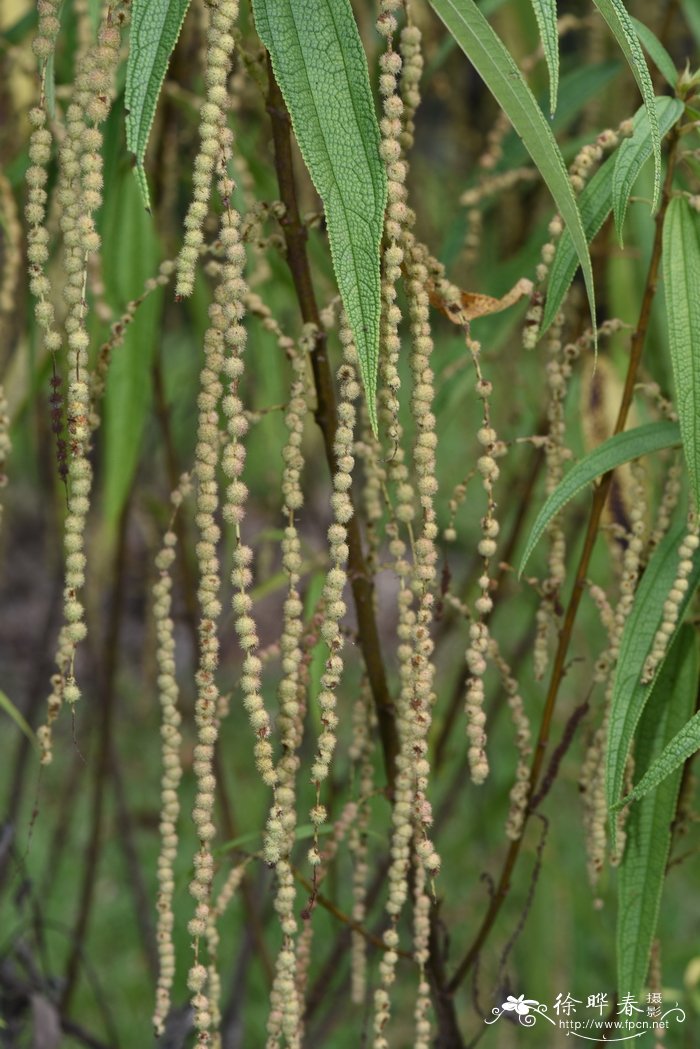 长叶苎麻Boehmeria penduliflora