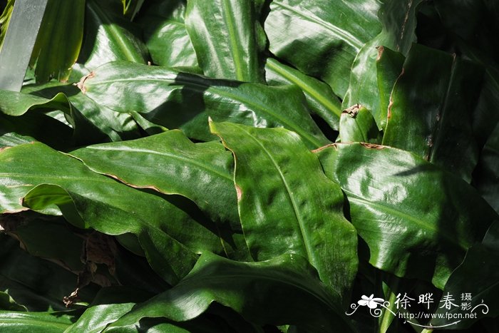 曼尼浆果鸭跖草Palisota mannii