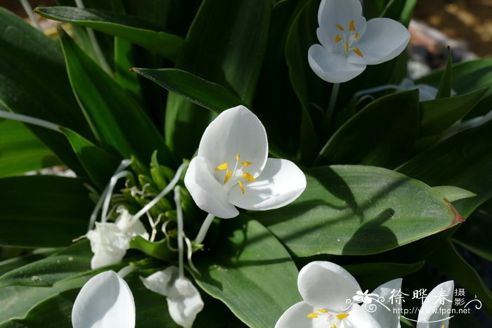 银瓣花Weldenia candida
