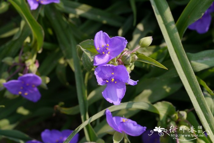 无毛紫露草Tradescantia virginiana