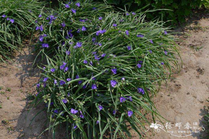 无毛紫露草Tradescantia virginiana