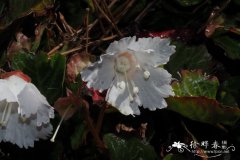 单花岩扇Shortia uniflora