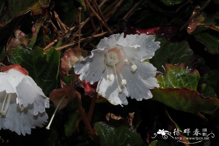 单花岩扇Shortia uniflora