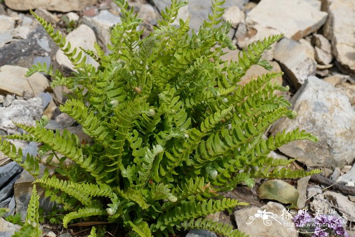 耳羽岩蕨Woodsia polystichoides