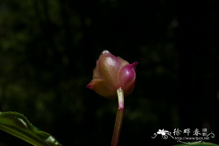 肥肉草Fordiophyton faberi