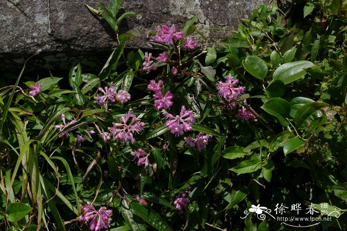 肥肉草Fordiophyton faberi
