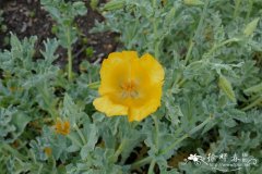 黄花海罂粟Glaucium flavum