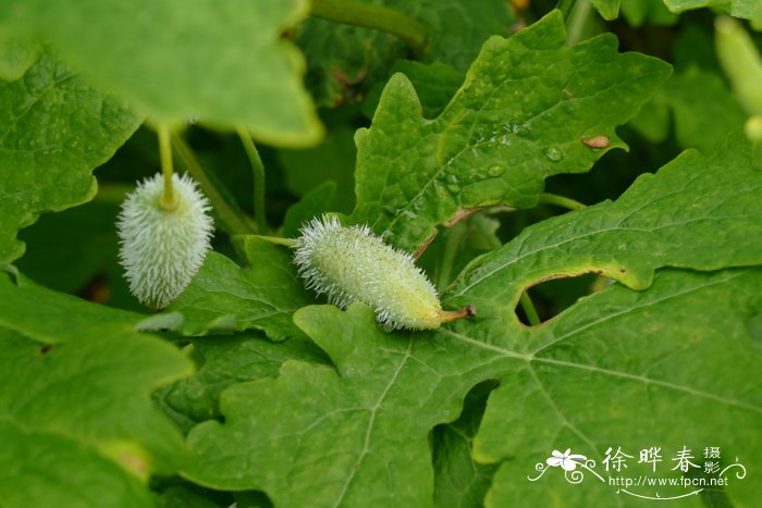 白屈菜罂粟Stylophorum diphyllum