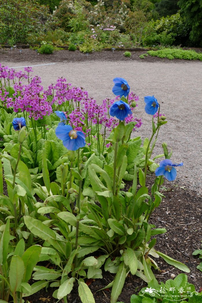 ‘杰布夫人’绿绒蒿Meconopsis ‘Mrs Jebb’