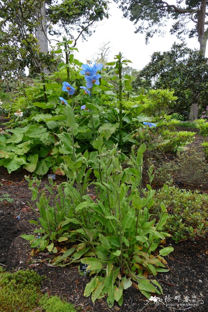 藿香叶绿绒蒿Meconopsis betonicifolia