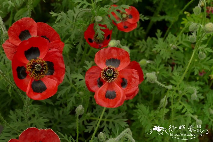 虞美人Papaver rhoeas 虞美人Papaver rhoeas