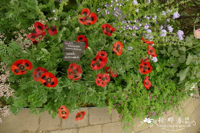 虞美人Papaver rhoeas 虞美人Papaver rhoeas