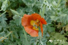 光叶罂粟Papaver dubium