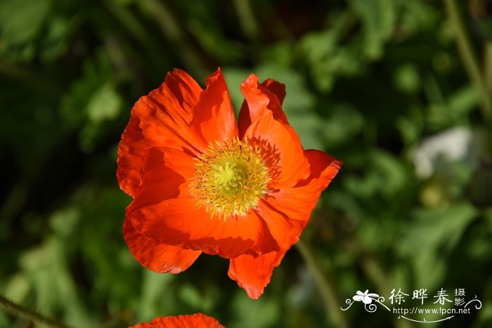 野罂粟Papaver nudicaule