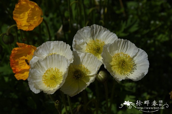 野罂粟Papaver nudicaule 野罂粟Papaver nudicaule