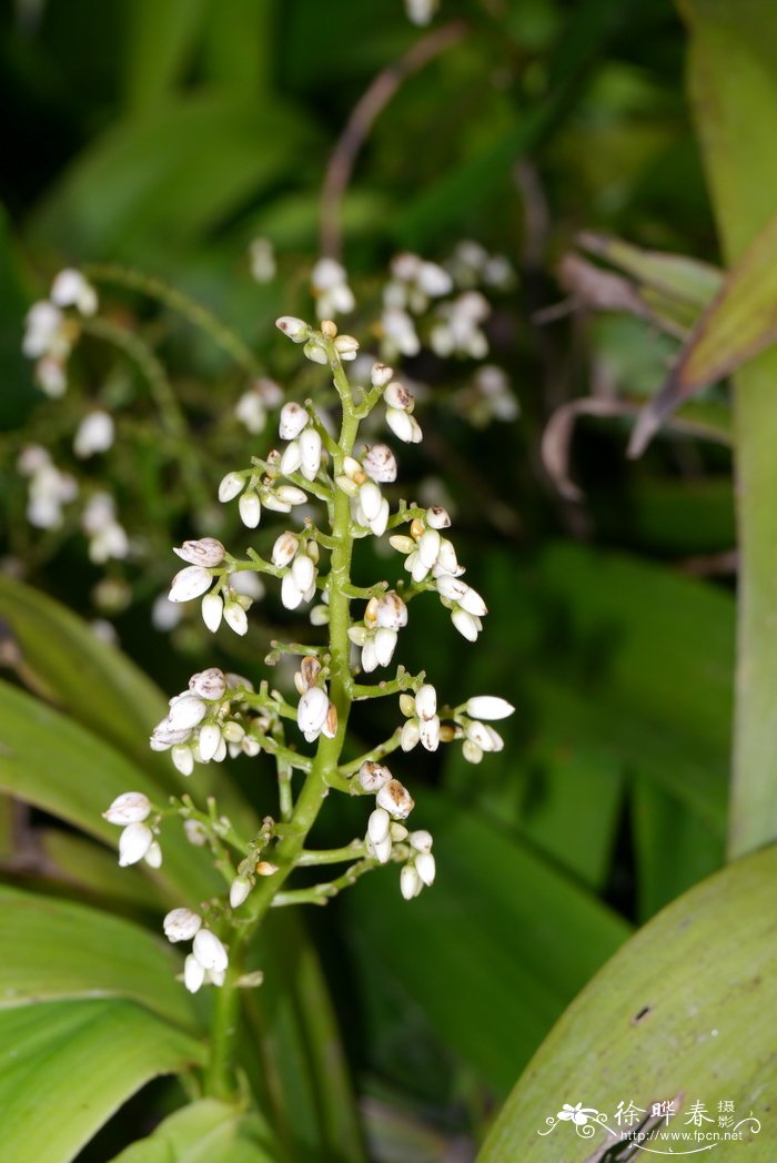 鸠尾花Xiphidium caeruleum