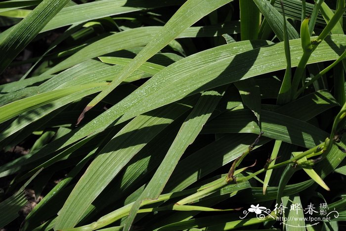 剑叶蓝星鸢尾Aristea ensifolia