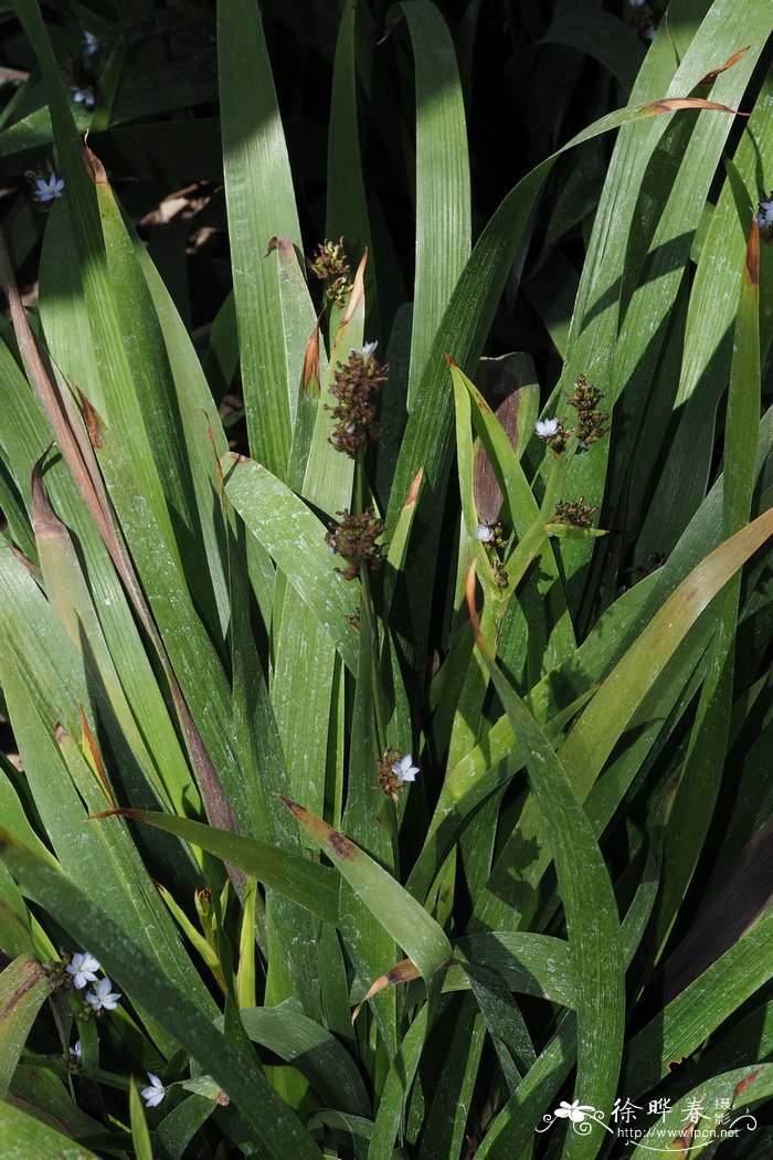 宽茎蓝星鸢尾Aristea platycaulis