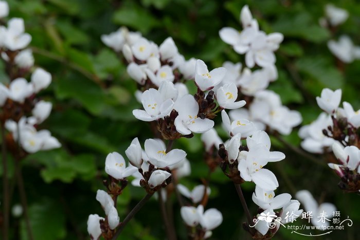大花丽白花Libertia grandiflora
