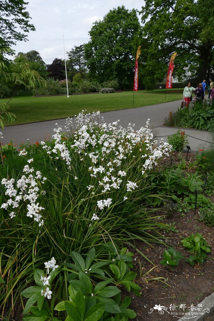 大花丽白花Libertia grandiflora