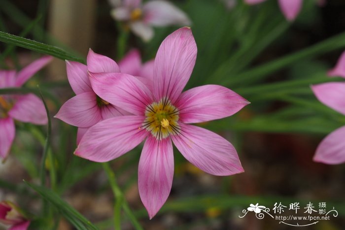 假二岐沙红花Romulea dichotoma