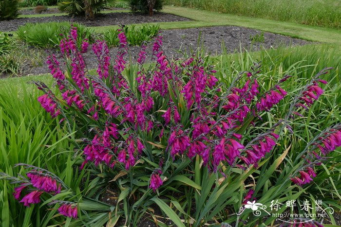 拜占廷唐菖蒲Gladiolus byzantinus