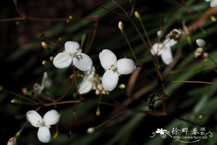 丽白花Libertia ixioides