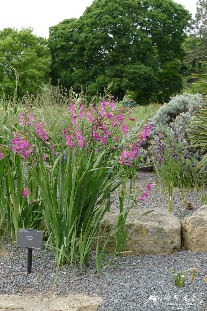 地中海唐菖蒲 Gladiolus italicus