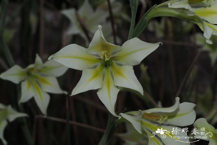 灰白唐菖蒲Gladiolus tristis