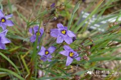 贝伦庭菖蒲Sisyrinchium bellum