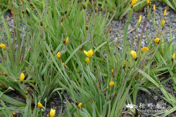 大果庭菖蒲Sisyrinchium macrocarpum