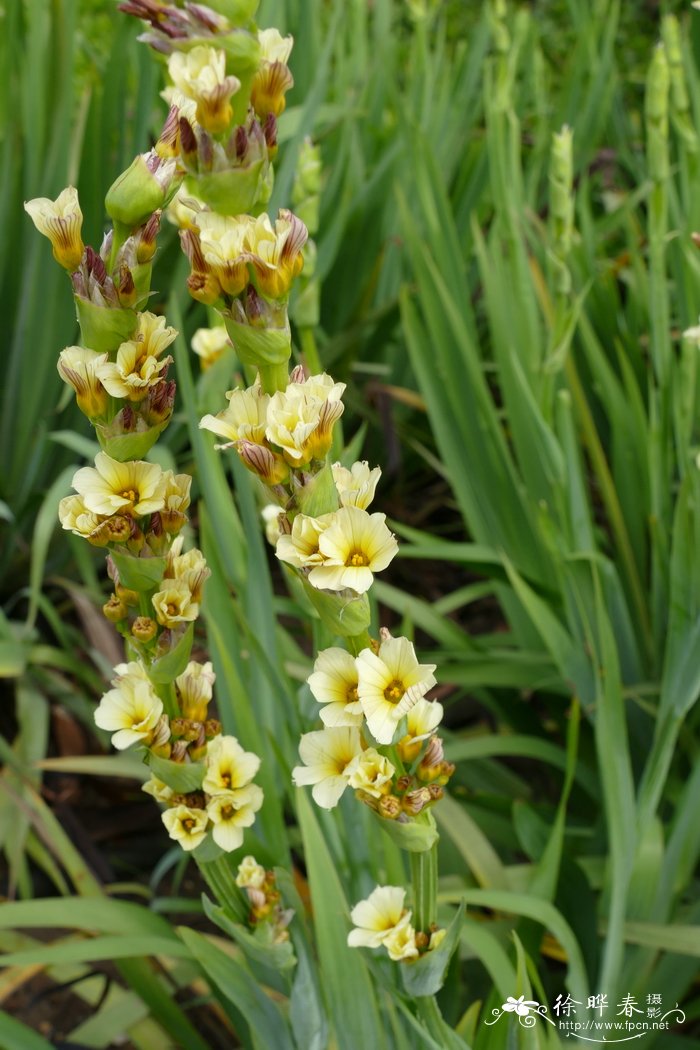 智利豚鼻花Sisyrinchium striatum