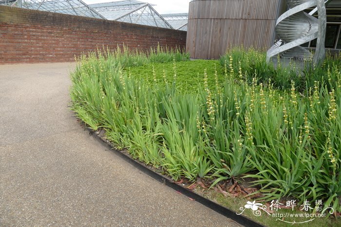 智利豚鼻花Sisyrinchium striatum