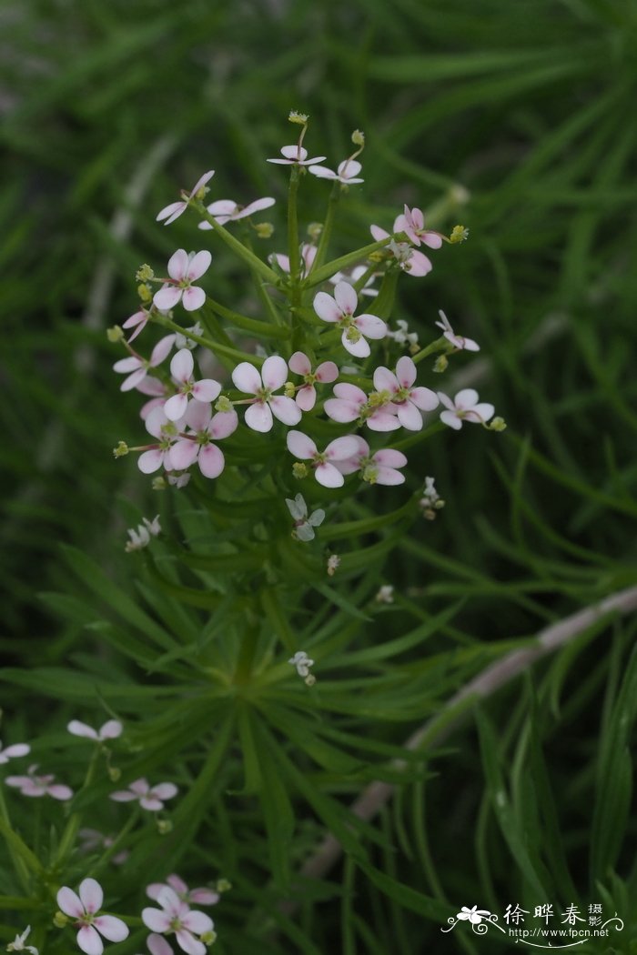 贴生花柱草Stylidium adnatum