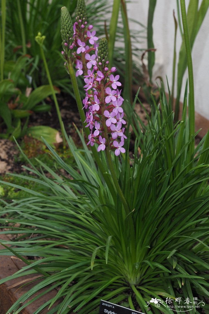 禾叶花柱草Stylidium graminifolium