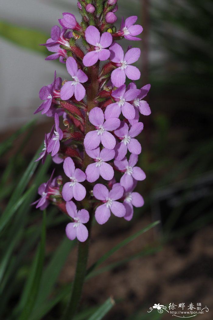 禾叶花柱草Stylidium graminifolium