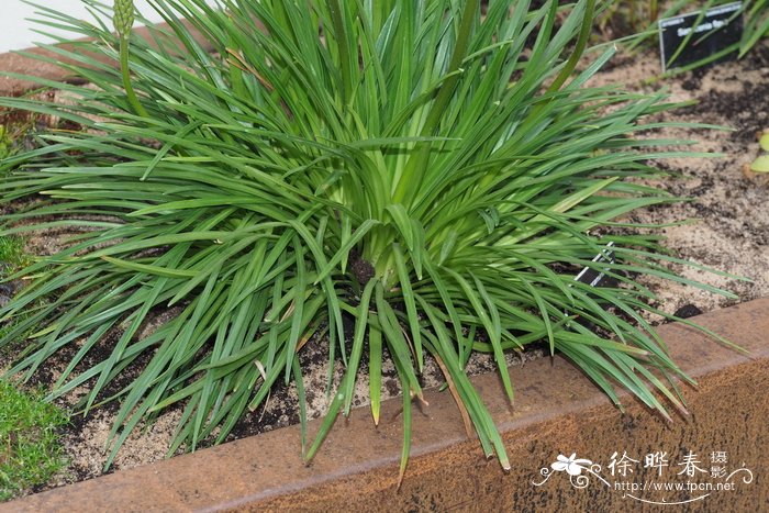 禾叶花柱草Stylidium graminifolium