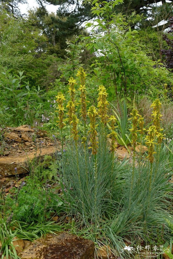 深黄日光兰Asphodeline lutea