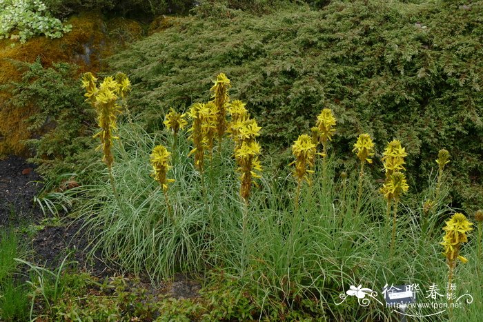 深黄日光兰Asphodeline lutea