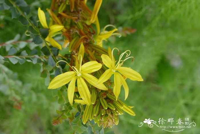 深黄日光兰Asphodeline lutea