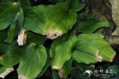 网状纹山柰Scaphochlamys reticosa