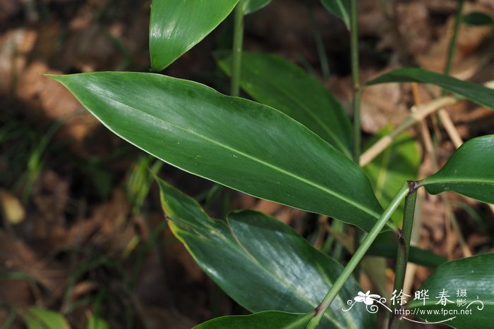 海南假砂仁Amomum chinense