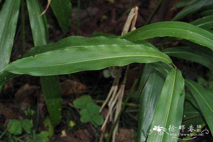 无毛砂仁Amomum glabrum