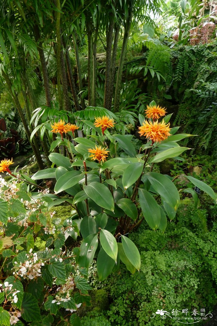 裂唇短唇姜Burbidgea schizocheila