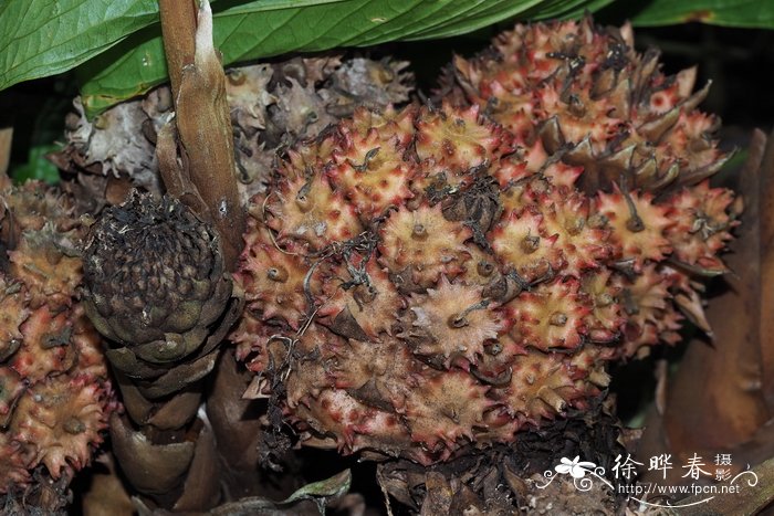 多果茴香砂仁Etlingera polycarpa