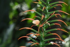 红姜花 Hedychium coccineum