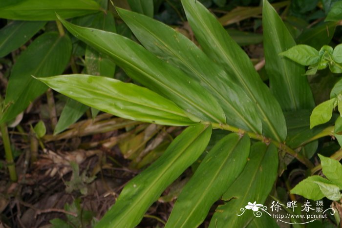 黄姜花Hedychium flavum