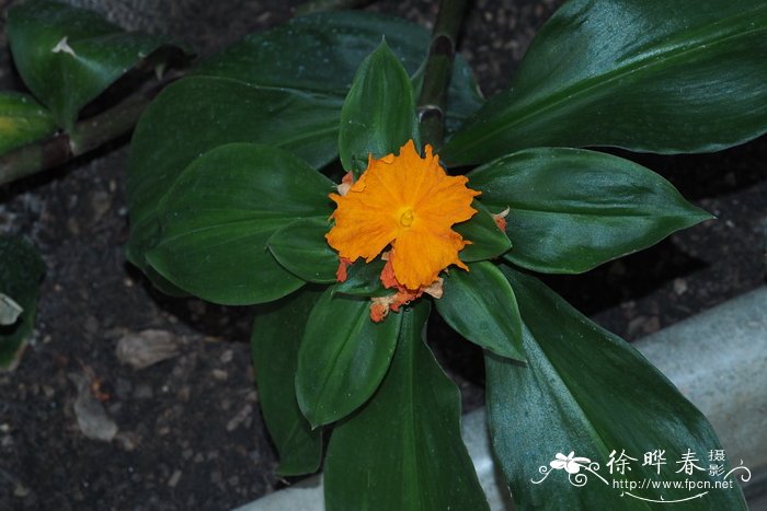 凸尖喇叭姜Chamaecostus cuspidatus